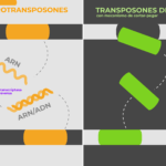 Diferencia entre transposón y retrotransposón