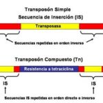 Diferencia entre transposones compuestos y no compuestos