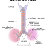 Diferencia entre tráquea y bronquios
