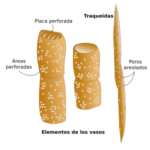 Diferencia entre traqueidas y vasos