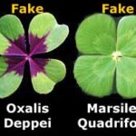 Diferencia entre trébol y trébol