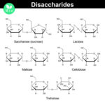 Diferencia entre trehalosa y maltosa