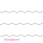 Diferencia entre triacilglicerol y triglicérido