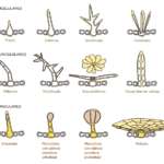 Diferencia entre tricomas glandulares y no glandulares