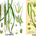 Diferencia entre trigo y cebada
