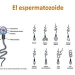 Diferencia entre los espermatozoides indiferenciados y los espermatozoides