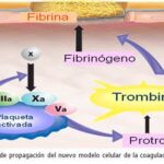Diferencia entre trombina y protrombina
