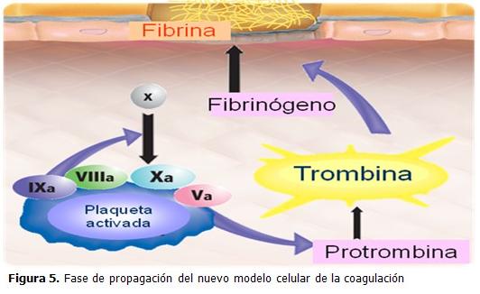 Diferencia entre trombina y protrombina
