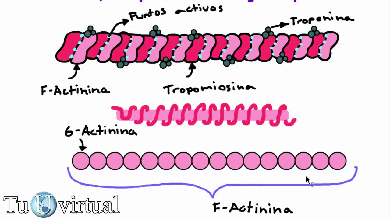 Diferencia entre troponina y tropomiosina