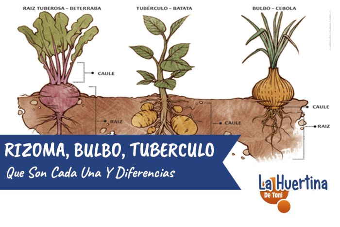Diferencia entre tubérculo de tallo y tubérculo de raíz