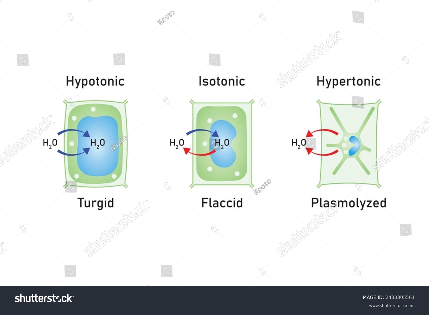 Diferencia entre turgencia y flacidez
