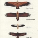Diferencia entre un águila y un buitre