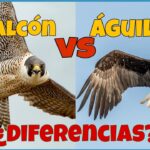 Diferencia entre un águila y un halcón