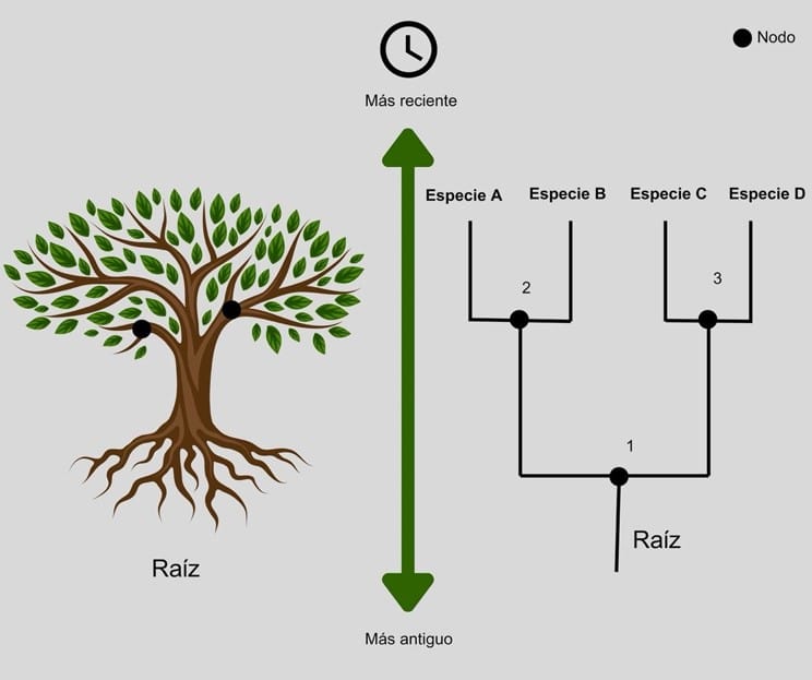 Diferencia entre un árbol filogenético con raíces y sin raíces