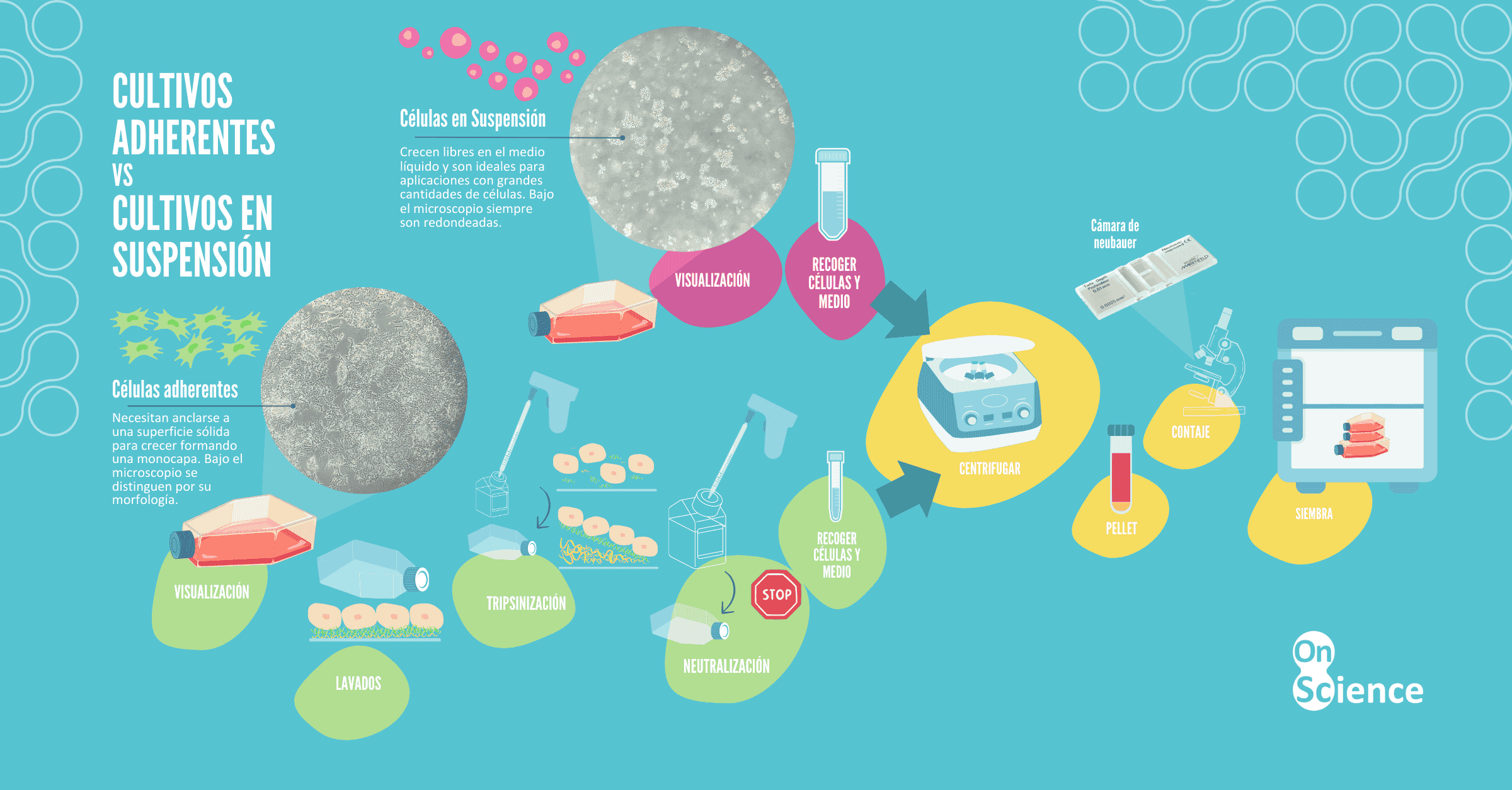 Diferencia entre un cultivo en monocapa y uno en suspensión