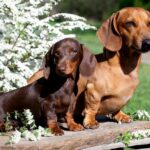 Diferencia entre un Dachshund y un Dachshund miniatura