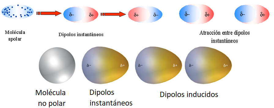 Diferencia entre un dipolo inducido y un dipolo permanente
