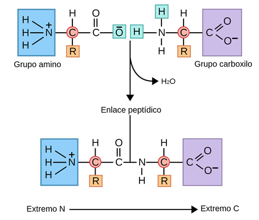 Diferencia entre un enlace amida y un enlace peptídico