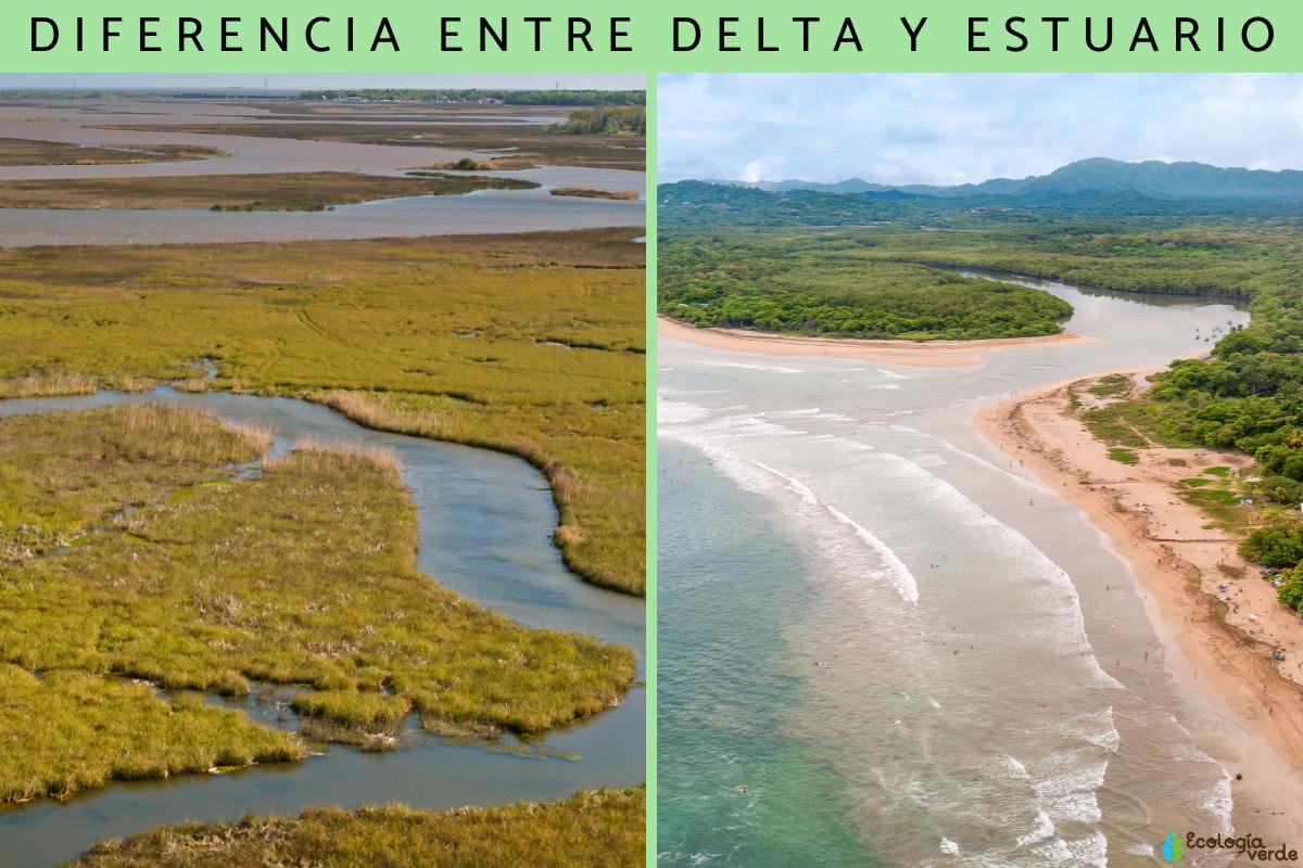 Diferencia entre un estuario y una marisma